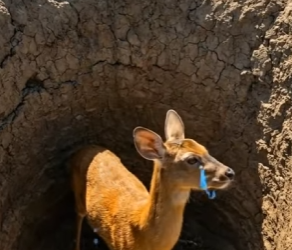 Y1706009 Monkey Saved The Deer And His Fawn (Part 2)