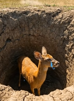 Y1706009 Monkey Saved The Deer And His Fawn (Part 2)