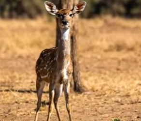 Y1706007 Gorrila Saved The Fawn (Part 2)