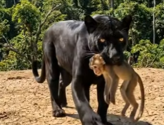 Y1706010 Gorrila Saved The monkey From Phante (Part 2)
