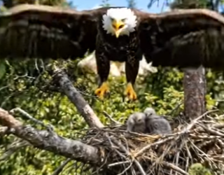 Y1706011 Bald eagle Saved The Chicks (Part 2)