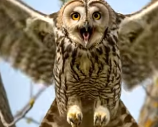 Y1706003 Owl Saved The Chick From Phyton (Part 2)