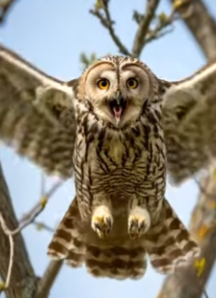 Y1706003 Owl Saved The Chick From Phyton (Part 2)