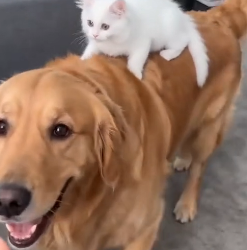 A1706009 Mi perro adoptó a un gatito bebé (Part 2)