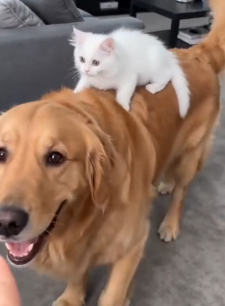 A1706009 Mi perro adoptó a un gatito bebé (Part 2)