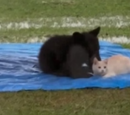 P1506007 A bear cub and a stray cat (Part 2)