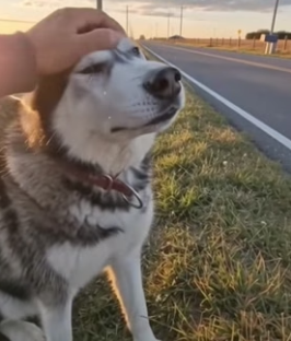 D1706010 Él arrojó al perro desde el coche (Part 2)