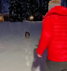 C1306012 When I saw a snow leopard continuously howling and crying outside my house,something like this happe (Part 2)