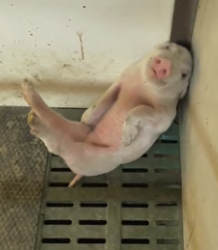 H1906003 A piglet was squeezed against the fence by its mother and couldn’t move at all. I rescued it (Part 2)