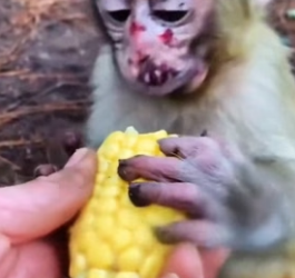 H1906007 This poor orphaned little monkey was almostabused to death.I saved him, and then (Part 2)