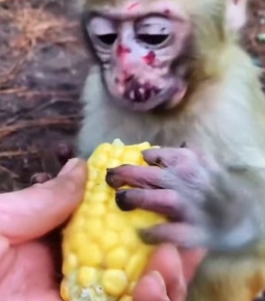 H1906007 This poor orphaned little monkey was almostabused to death.I saved him, and then (Part 2)