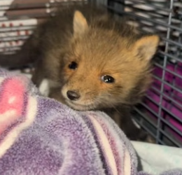 H1906005 At night, I found an orphaned little fox in the park. Seeing how pitiful he was, I decided (Part 2)