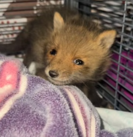 H1906005 At night, I found an orphaned little fox in the park. Seeing how pitiful he was, I decided (Part 2)