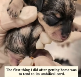 H1906001 I found a newborn puppy still attached to its placenta on the road, and I took it in (Part 2)
