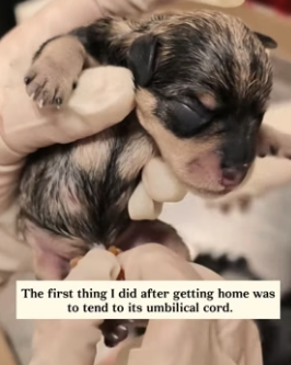 H1906001 I found a newborn puppy still attached to its placenta on the road, and I took it in (Part 2)