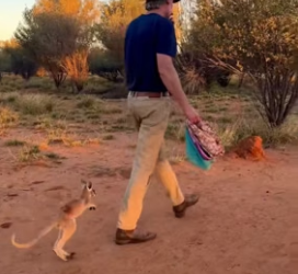 H1906008 I found this baby kangaroo, lost from its mother,in the wild. Seeing its pitiful state, I decided (Part 2)