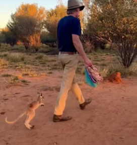 H1906008 I found this baby kangaroo, lost from its mother,in the wild. Seeing its pitiful state, I decided (Part 2)