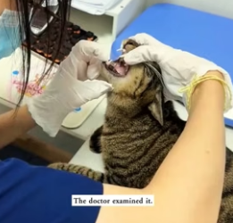 H1906004 I found a cat being bullied by several stray dogs and immediately stopped them, and then (Part 2)
