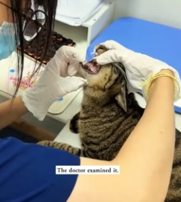 H1906004 I found a cat being bullied by several stray dogs and immediately stopped them, and then (Part 2)