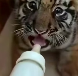 H1906012 Adopt a tiger cub (Part 2)