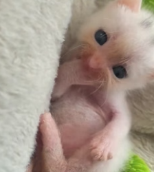 H1906002 I found an abandoned kitten by the roadside. I took it home, and then (Part 2)