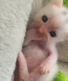 H1906002 I found an abandoned kitten by the roadside. I took it home, and then (Part 2)