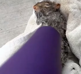 H1906010 My dog jumped down to save a squirrel.Then (Part 2)