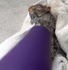 H1906010 My dog jumped down to save a squirrel.Then (Part 2)