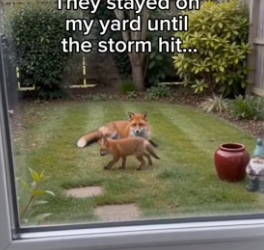 G1906005 I wish I was friends with a fox (Part 2)