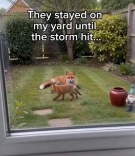 G1906005 I wish I was friends with a fox (Part 2)