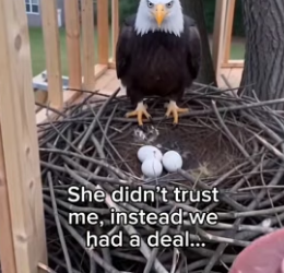 G1906004 He had to babysit eagles but (Part 2)