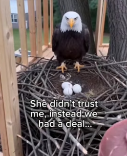 G1906004 He had to babysit eagles but (Part 2)