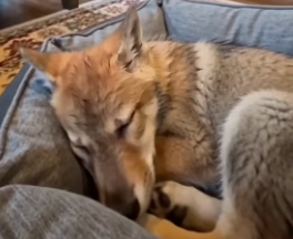 G1906006 Wolf pup will grow up to be gentle and loving (Part 2)