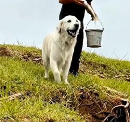 Y1906007 Golden Retriever Saves a Pup from a Crocodile with Kind man Help (Part 2)