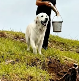Y1906007 Golden Retriever Saves a Pup from a Crocodile with Kind man Help (Part 2)
