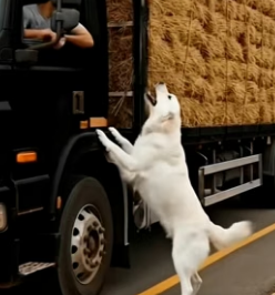 Y1906008 Two Rescue Moments That Will Touch Your Heart! Restored your Faith! (Part 2)