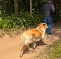 Y1906003 Puppy Rescue! Brave Golden Retriever Mom + Dog Gang + Kind Stranger Team Up for Epic Rescue! (Part 2)