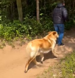 Y1906003 Puppy Rescue! Brave Golden Retriever Mom + Dog Gang + Kind Stranger Team Up for Epic Rescue! (Part 2)