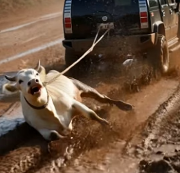 Y1906001 Hero Golden Retriever Saves Cow from Hummer Jeep… Then CRUSHES It with Boulder (Part 2)