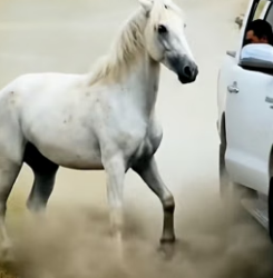 Y1906012 Intelligent Horse, Loyal Friend Rescue a Foal Trapped in Mud!  (Part 2)