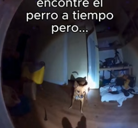 R1906007 Perdí Mi Trabajo Por Salvar A Perro❤️ (Part 2)