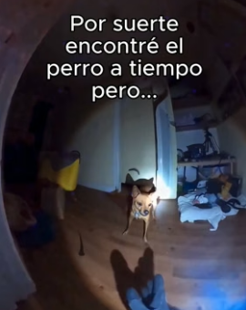 R1906007 Perdí Mi Trabajo Por Salvar A Perro❤️ (Part 2)