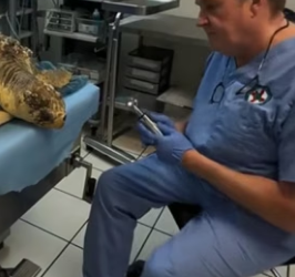 R1906003 A man found a giant sea turtle on the beach, struggling to survive  (Part 2)