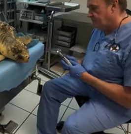 R1906003 A man found a giant sea turtle on the beach, struggling to survive (Part 2)