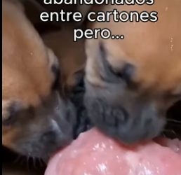 R1906006 Robó Para Sus Bebes❤️ (Part 2)