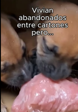 R1906006 Robó Para Sus Bebes❤️ (Part 2)