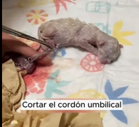 R1906005 I saw a little kitten being born (Part 2)