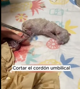 R1906005 I saw a little kitten being born (Part 2)