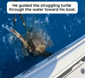 He Found A Sea Turtle Badly Tangled In Heavy Fishing Nets (Part 2)