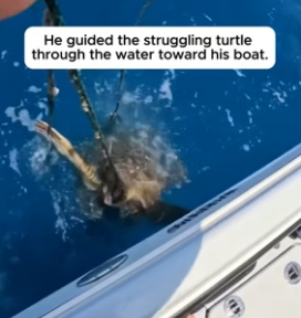 He Found A Sea Turtle Badly Tangled In Heavy Fishing Nets (Part 2)